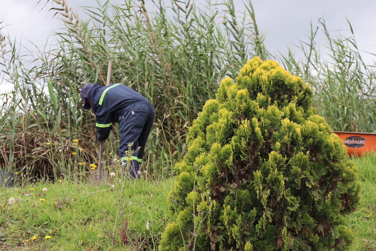 La caña que purifica el agua: Conoce la Phragmites australis